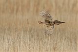 Ring-necked Pheasantborder=